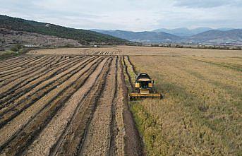 Modern kurutma pirinçte lezzet ve verim kalitesini artırıyor