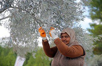 Muğla'da maden rehabilitasyon projesinde zeytin fidanları toprakla buluşturuldu