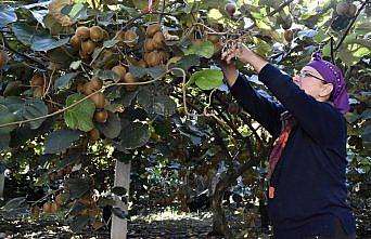 Ordu'da üreticiler tescilli kivide hasada devam ediyor