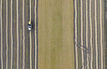 Samsun'da çeltik hasadında sona gelindi