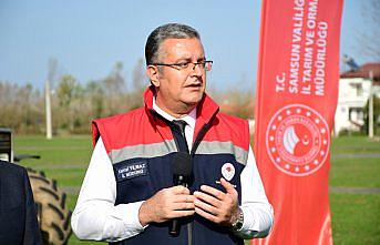 Samsun'da kahverengi kokarcaya karşı kışlak mücadelesi sürüyor