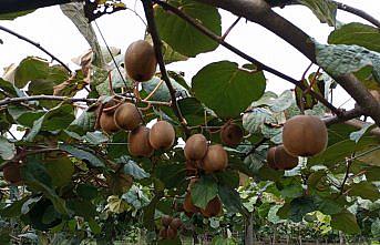 Samsun'da kivi hasat şenliği düzenlendi