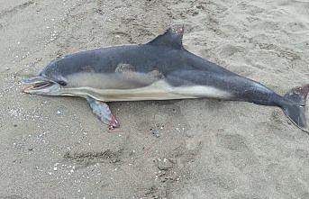 Samsun'da ölü yunus kıyıya vurdu