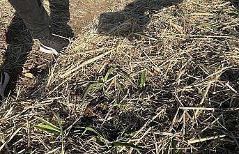 Samsun'da salep üretim alanları denetlendi