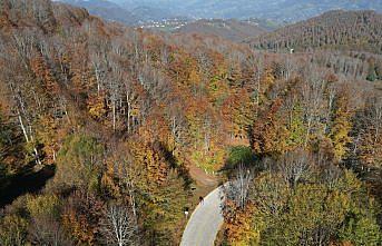 Samsun'daki Nebiyan Dağı sonbahar renklerine büründü