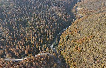 Sinop'ta sonbahar renkleri görsel şölen sunuyor
