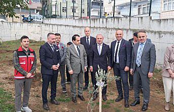 Tekkeköy'de okul bahçesine 50 meyve fidanı dikildi