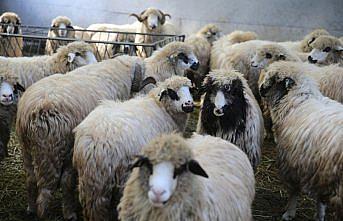 Tescilli karayaka koyunu üniversitede kurulan tesiste geliştirilecek