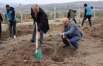 Tokat'ta fidan dikim etkinliği yapıldı