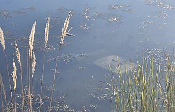 Tokat'ta gölete düşen otomobilin sürücüsü yaralandı