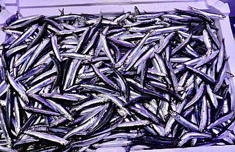 Trabzon'daki balıkçı tezgahlarında hamsi bolluğu devam ediyor