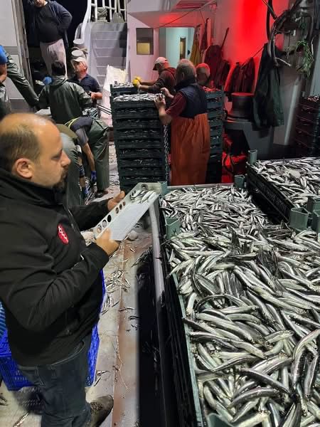Türkeli'de avlanan hamsi ile ilgili denetimler sürüyor
