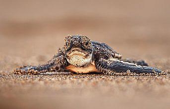 Yeşil deniz kaplumbağalarının nesli artık tükenme tehdidi altında değil