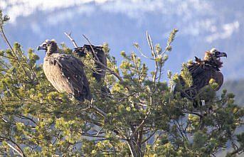 Akbabaların izi Bolu'daki istasyonda sürülüyor