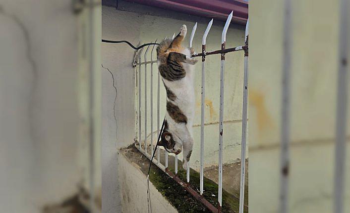 Amasya'da korkuluk demirlerine saplanan kediyi itfaiye ekipleri kurtardı