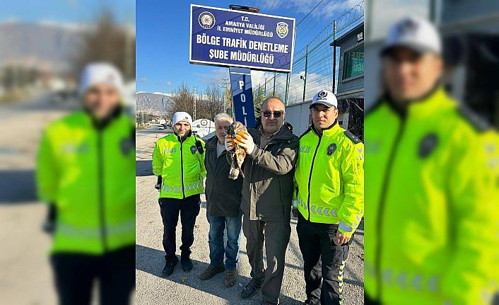 Amasya'da yaralı bulunan kızıl şahin tedavi altına alındı
