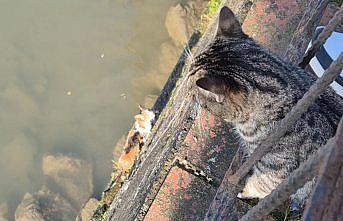 Anne kedi, çaya düşen yavrusunun kurtarılmasını bekledi