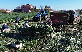 Bafra Ovası'nda pırasa hasadına başlandı