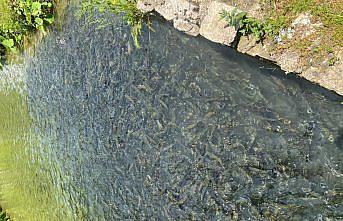 Bolu'da su ürünleri üretim tesislerinde denetimler sürüyor