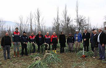 Çorum'da coğrafi işaretli Kışlacık pırasasında hasat başladı
