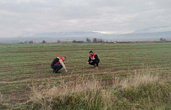 Çorum'da ekim alanlarında fenolojik gözlem yapıldı
