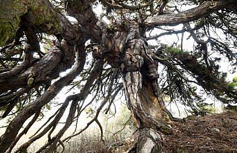 Dalları aşağıya doğru uzanan çam ağacı şemsiyeyi andıran görüntüsüyle dikkat çekiyor