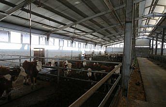 Devlet desteğiyle 4 olan hayvan sayısını 9 yılda 80'e çıkardı