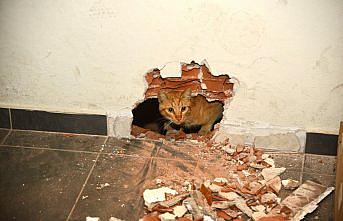 Giresun'da okulun havalandırma boşluğunda mahsur kalan kedi kurtarıldı