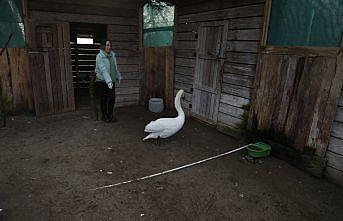 Göç yolunda bitkin düşen kuğu Kızılırmak Deltası'nda tedavi altına alındı