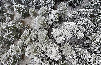 Ilgaz Dağı'nda kar ve sis etkili oldu