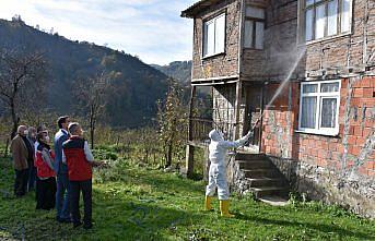 Ordu'da kokarca ile mücadele kapsamında 50 bin kışlak ilaçlandı