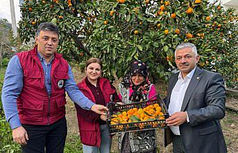 Ordu'da narenciye hasadına başlandı