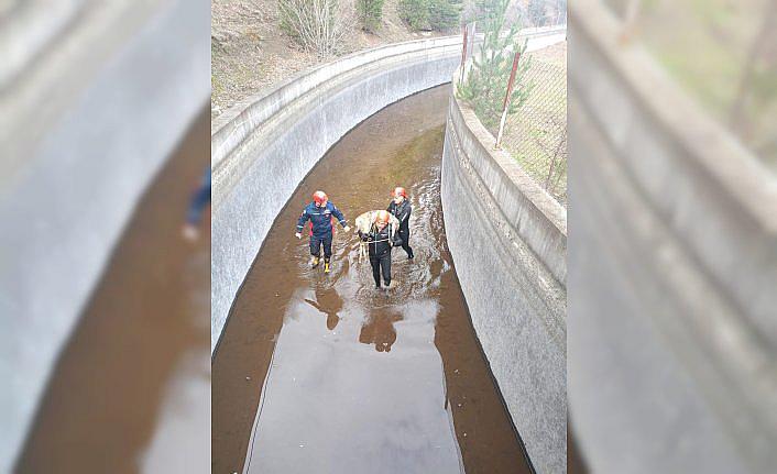 Ordu'da su kanalına düşen karaca itfaiye ekiplerince kurtarıldı