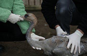 Yaralı turna yavrusu Kızılırmak Deltası'nda tedavi altına alındı