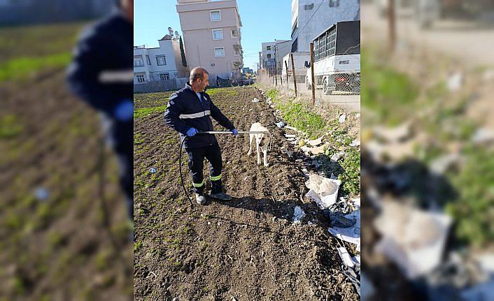 Adana'da sahipsiz köpekler ekipler tarafından toplanıyor