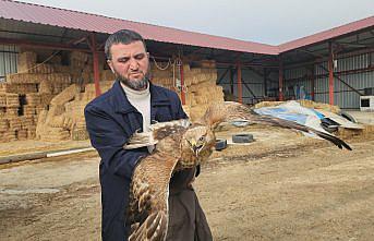 Amasya'da yaralı halde bulunan kızıl şahin tedaviye alındı