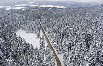 Bolu'da karla kaplı çam ağaçları havadan görüntülendi