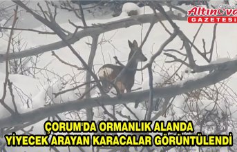 Çorum'da ormanlık alanda yiyecek arayan karacalar görüntülendi