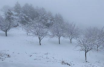 Çorum'da ceviz bahçeleri karla kaplandı