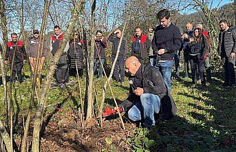Giresun'da fındık budama eğitimi çalışmaları sürüyor