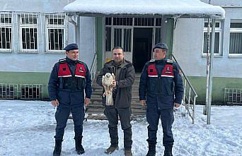 Giresun'da yaralı bulunan kızıl şahin tedavi altına alındı