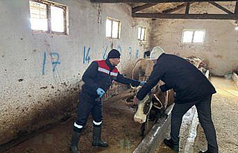 İskilip'te hayvan hastalıklarıyla mücadele kapsamında aşılama çalışmaları sürüyor