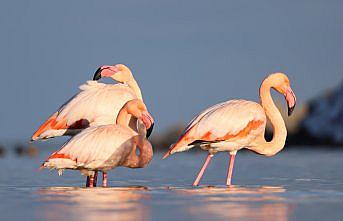 Kastamonu'da Ezine Çayı'na gelen flamingonlar renkli görüntüler oluşturdu