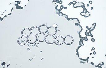 Kastamonu'da yüzeyi buz tutan Kulaksızlar Barajı dron ile görüntülendi