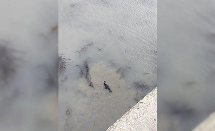 Kızılırmak Nehri'nde misinaya takılan karabatak itfaiye ekiplerince kurtarıldı