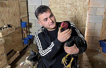 Mandıra kuran bedensel engelli genç, tekerlekli sandalyeyle ahıra girip hayvanlarını besliyor