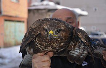 Ordu'da yaralı kızıl şahin tedavi altına alındı