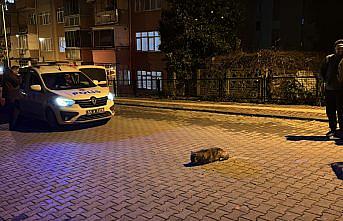 Samsun'da polisin bitkin halde bulduğu çakal yavrusu tedavi altına alındı