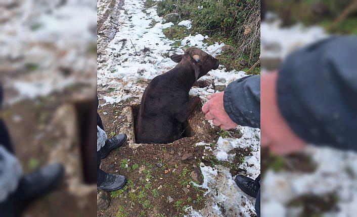 Tokat'ta kuyuya düşen inek kurtarıldı