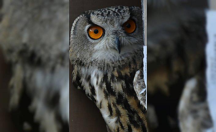 Artvin'de yaralı bulunan puhu tedavisinin ardından doğaya bırakıldı